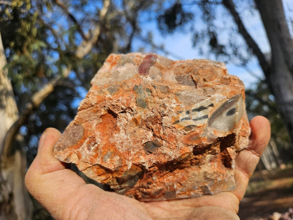 Polished Marillana Conglomerate  MC117