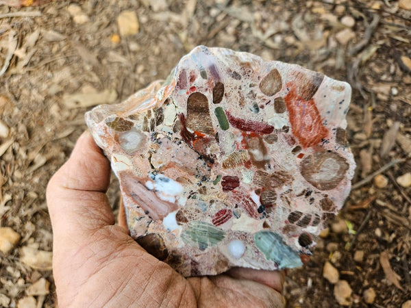 Polished Marillana Conglomerate  MC117