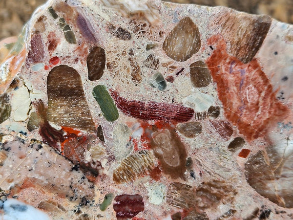 Polished Marillana Conglomerate  MC117