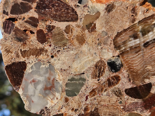 Polished Marillana Conglomerate slab MC118