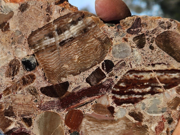 Polished Marillana Conglomerate slab MC118