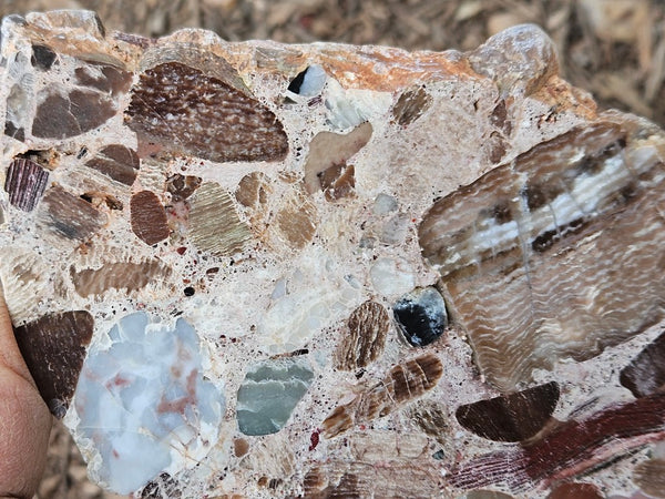 Polished Marillana Conglomerate slab MC118