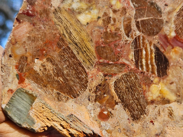 Polished Marillana Conglomerate slab MC119