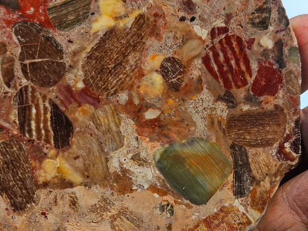 Polished Marillana Conglomerate slab MC119