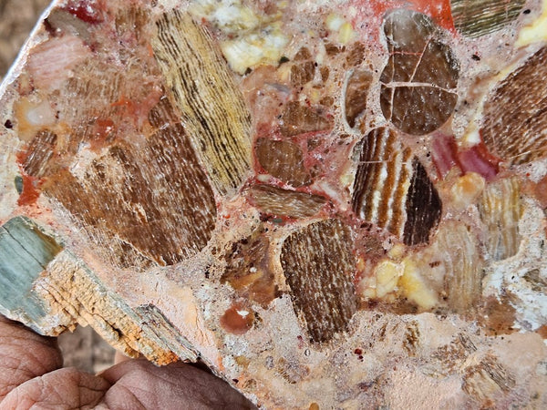 Polished Marillana Conglomerate slab MC119
