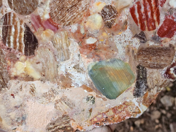 Polished Marillana Conglomerate slab MC119
