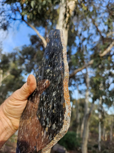 Black Jasper Conglomerate slab B233