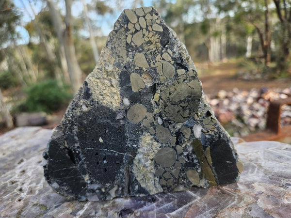 Polished Beaton's Creek auriferous conglomerate  BC104