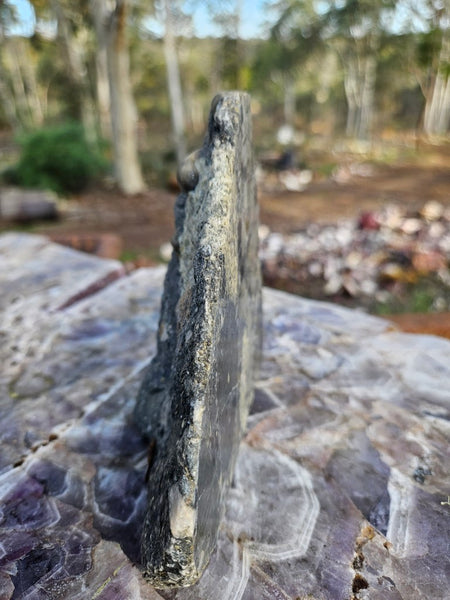 Polished Beaton's Creek auriferous conglomerate  BC104