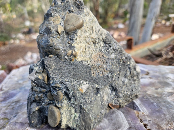 Polished Beaton's Creek auriferous conglomerate  BC104