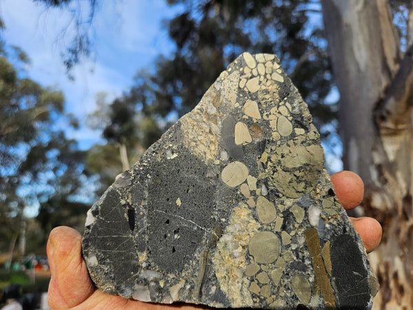 Polished Beaton's Creek auriferous conglomerate  BC104