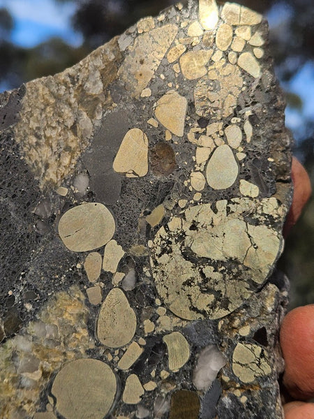 Polished Beaton's Creek auriferous conglomerate  BC104