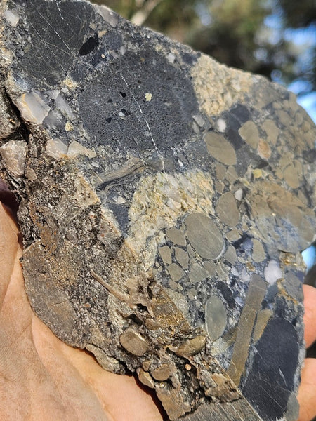 Polished Beaton's Creek auriferous conglomerate  BC104