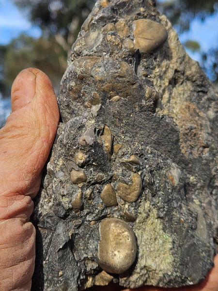 Polished Beaton's Creek auriferous conglomerate  BC104