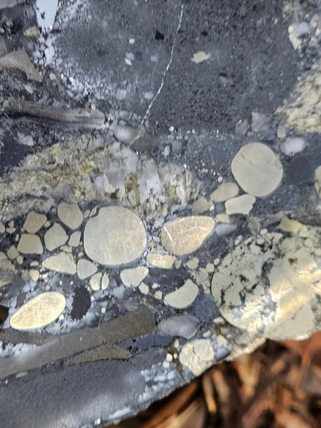Polished Beaton's Creek auriferous conglomerate  BC104