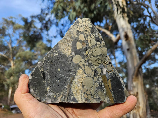Polished Beaton's Creek auriferous conglomerate  BC104