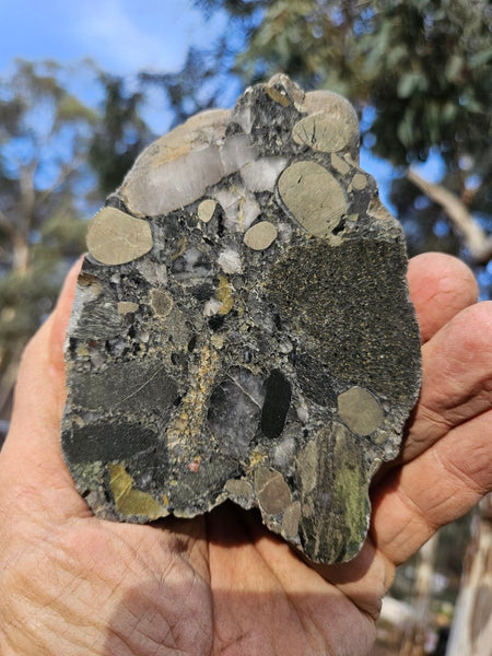 Polished Beaton's Creek auriferous conglomerate  BC105