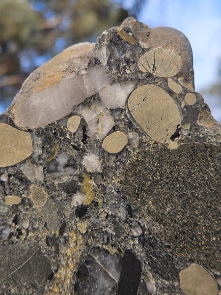 Polished Beaton's Creek auriferous conglomerate  BC105