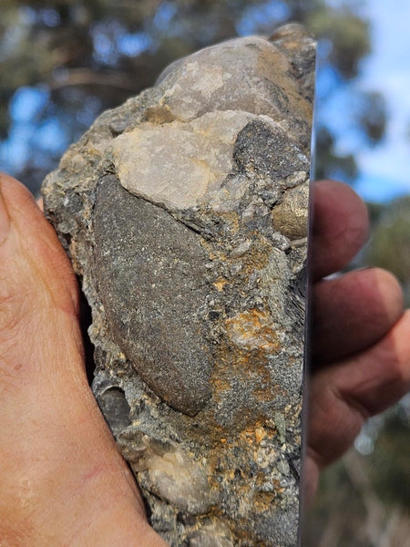 Polished Beaton's Creek auriferous conglomerate  BC105