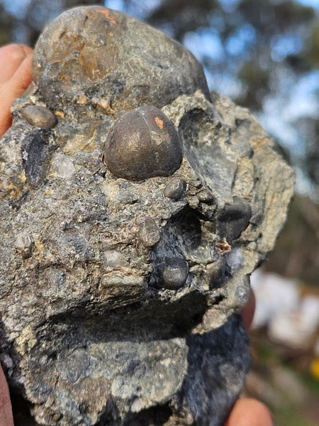 Polished Beaton's Creek auriferous conglomerate  BC105