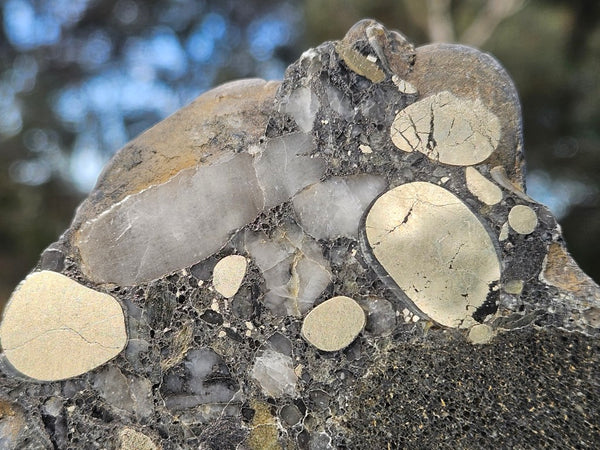 Polished Beaton's Creek auriferous conglomerate  BC105