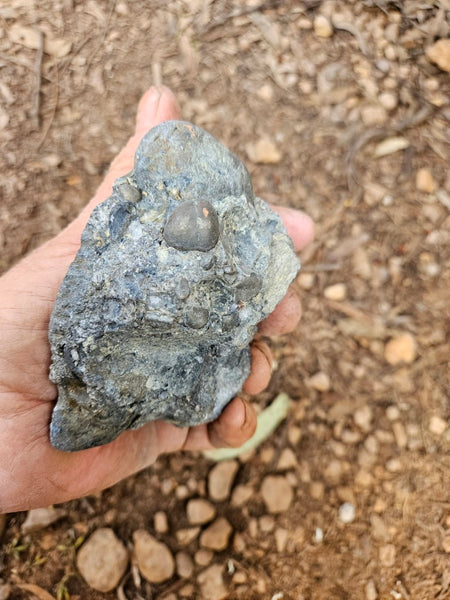 Polished Beaton's Creek auriferous conglomerate  BC105