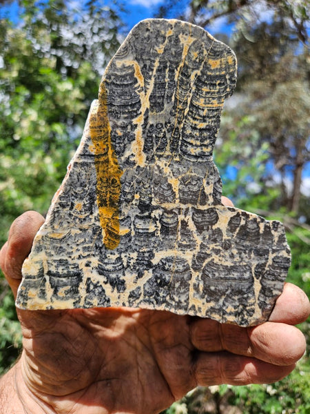 Polished fossil stromatolite slab. Asperia ashburtonia. ASP157