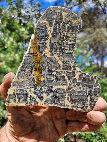Polished fossil stromatolite slab. Asperia ashburtonia. ASP157