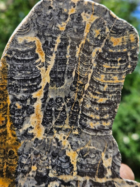 Polished fossil stromatolite slab. Asperia ashburtonia. ASP157