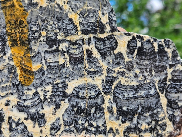 Polished fossil stromatolite slab. Asperia ashburtonia. ASP157