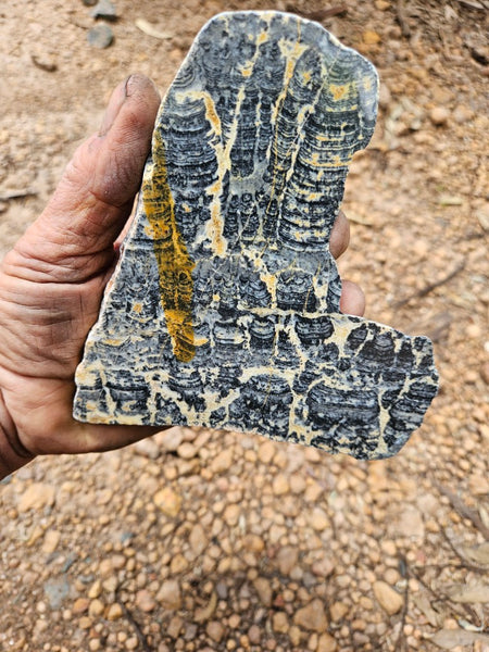Polished fossil stromatolite slab. Asperia ashburtonia. ASP157