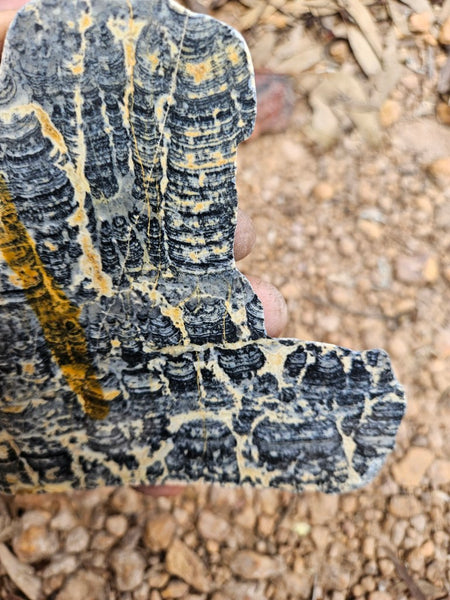 Polished fossil stromatolite slab. Asperia ashburtonia. ASP157