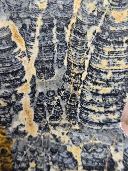 Polished fossil stromatolite slab. Asperia ashburtonia. ASP157