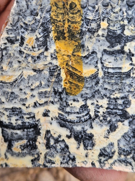 Polished fossil stromatolite slab. Asperia ashburtonia. ASP157