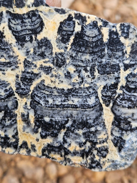 Polished fossil stromatolite slab. Asperia ashburtonia. ASP157