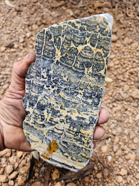Polished fossil stromatolite slab. Asperia ashburtonia. ASP158