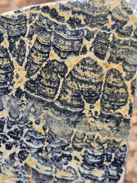 Polished fossil stromatolite slab. Asperia ashburtonia. ASP158