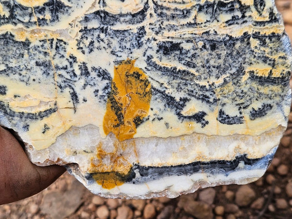 Polished fossil stromatolite slab. Asperia ashburtonia. ASP158