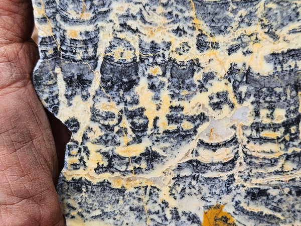 Polished fossil stromatolite slab. Asperia ashburtonia. ASP158