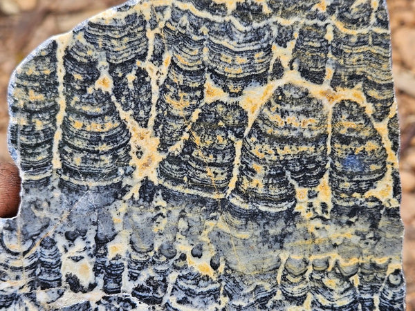 Polished fossil stromatolite slab. Asperia ashburtonia. ASP158