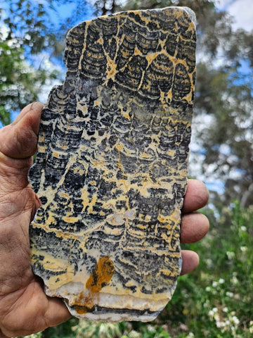Polished fossil stromatolite slab. Asperia ashburtonia. ASP158