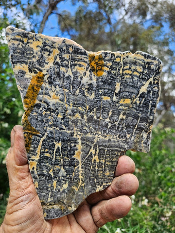 Polished fossil stromatolite slab. Asperia ashburtonia. ASP159