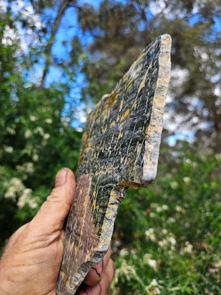 Polished fossil stromatolite slab. Asperia ashburtonia. ASP159