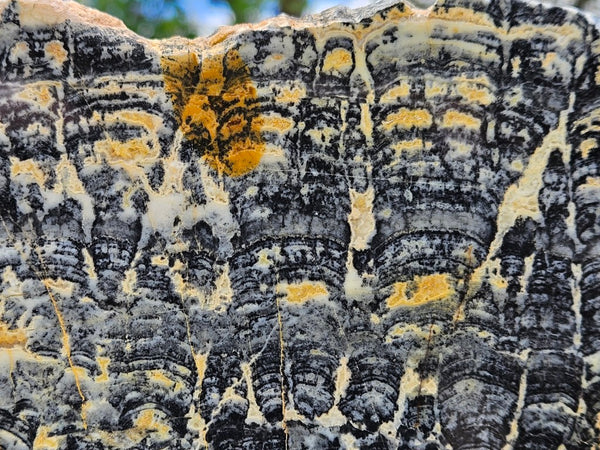 Polished fossil stromatolite slab. Asperia ashburtonia. ASP159