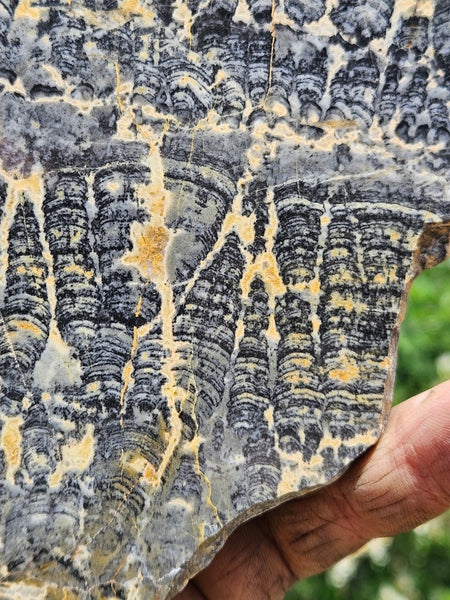 Polished fossil stromatolite slab. Asperia ashburtonia. ASP159