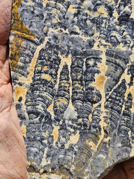 Polished fossil stromatolite slab. Asperia ashburtonia. ASP159