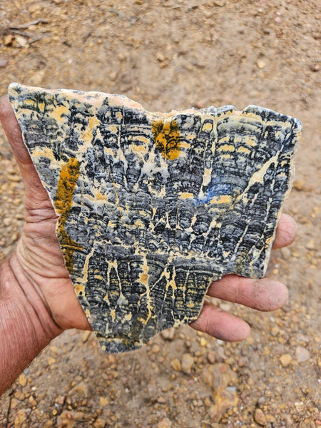 Polished fossil stromatolite slab. Asperia ashburtonia. ASP159