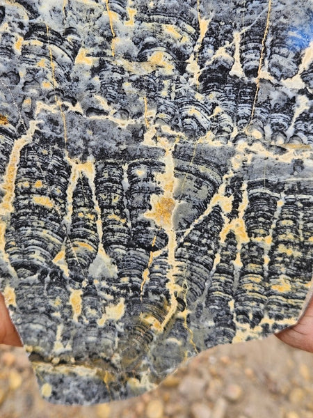Polished fossil stromatolite slab. Asperia ashburtonia. ASP159