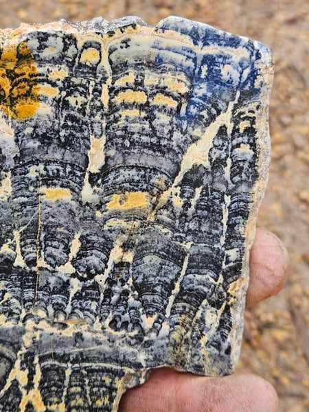 Polished fossil stromatolite slab. Asperia ashburtonia. ASP159