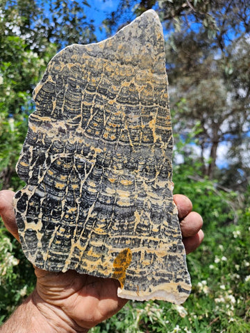 Polished fossil stromatolite slab. Asperia ashburtonia. ASP160